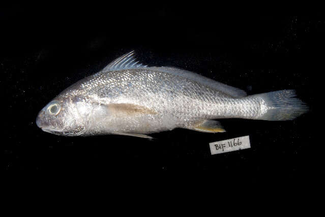 Image of Croaker