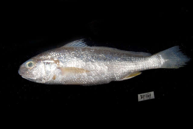 Image of Croaker