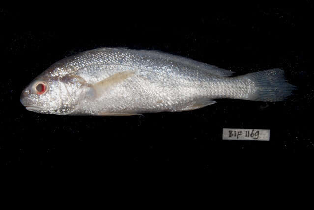 Image of Croaker