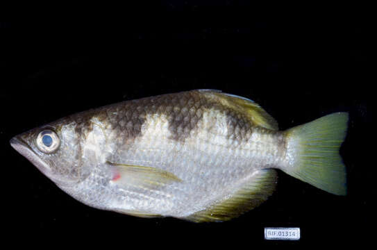 Image of Banded Archerfish