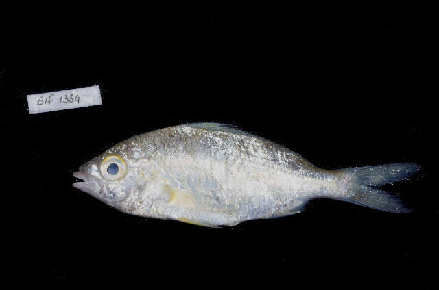 Image of Black-tipped Silver-biddy