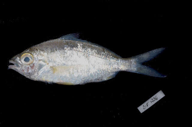 Image of Black-tipped Silver-biddy