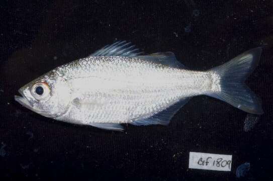 Image of Buffalo Bream