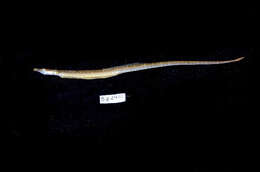 Image de Microphis leiaspis (Bleeker 1854)