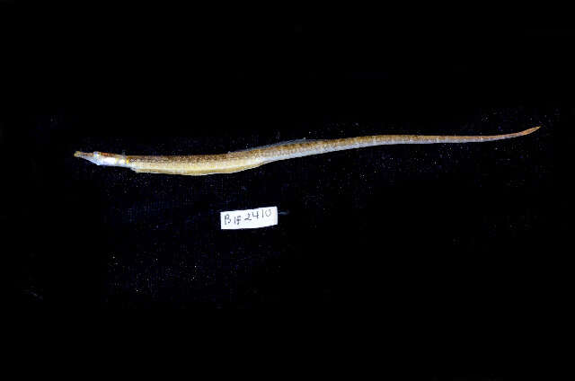 Image de Microphis leiaspis (Bleeker 1854)