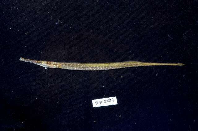 Image de Microphis leiaspis (Bleeker 1854)