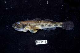 Image of Glossogobius giuris