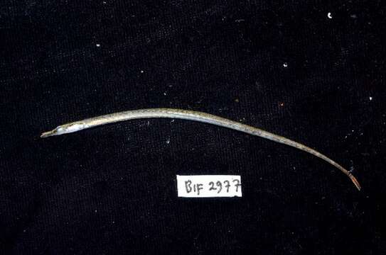 Image of Barhead pipefish