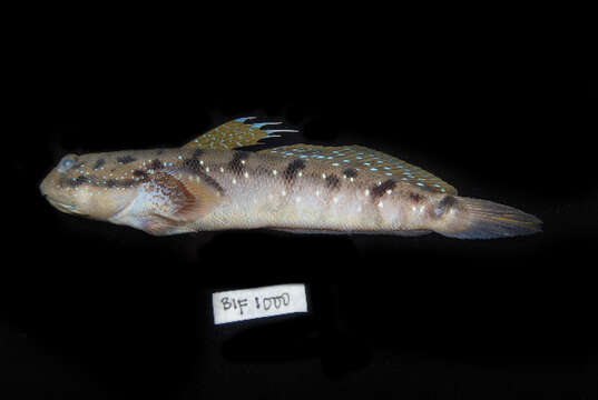 Image of Blue-spotted Mudskipper