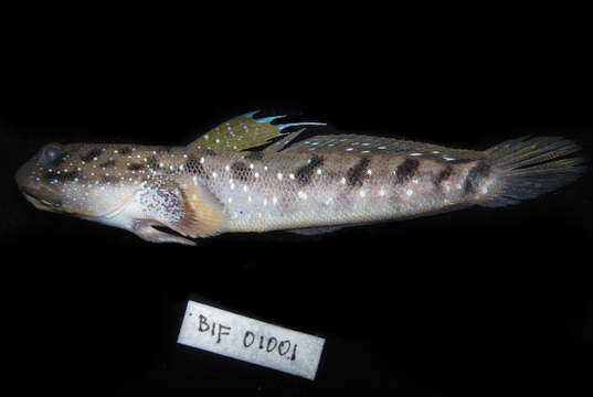 Image of Blue-spotted Mudskipper