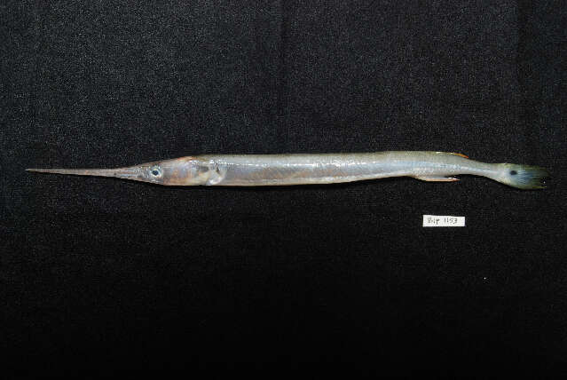 Image of Banded needlefish