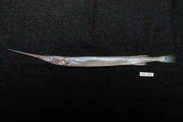 Image of Banded needlefish