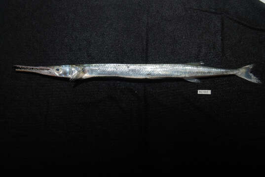 Image of Hound Needlefish