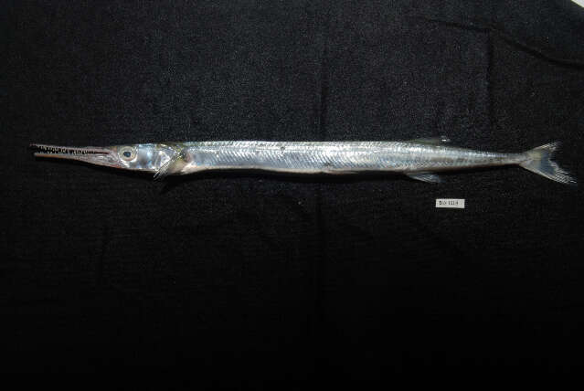 Image of Hound Needlefish