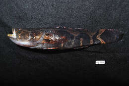 Image of Marbled Goby