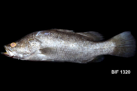 Image of Asian seabass