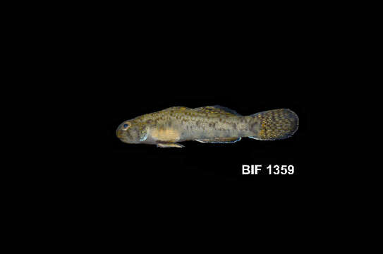 Image de Pseudogobius javanicus (Bleeker 1856)