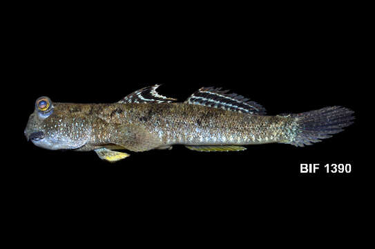 Image of Barred mudskipper