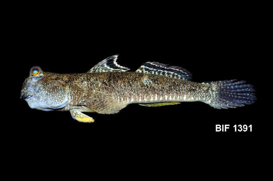 Image of Barred mudskipper