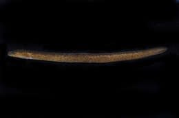 Image of Giant Long-finned Eel