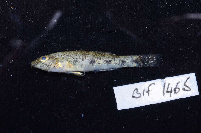 Image of Glossogobius giuris