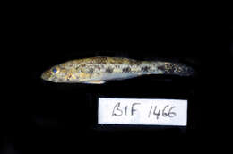 Image of Glossogobius giuris