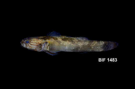 Image of Belobranchus segura Keith, Hadiaty & Lord 2012