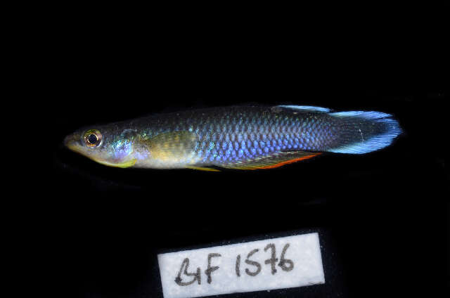 Image of Blue Panchax