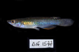 Image of Blue Panchax