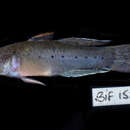 Image of Stigmatogobius pleurostigma (Bleeker 1849)