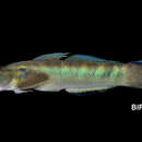 Image of Cleft-lipped goby