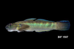 Image of Cleft-lipped goby