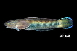 Image of Red-tailed goby