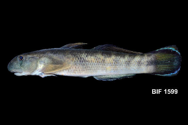 Image of Red-tailed goby