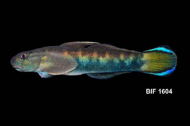 Image of Red-tailed goby