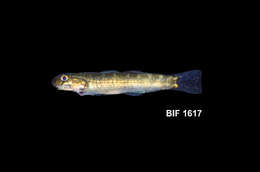 Image of Red-tailed goby