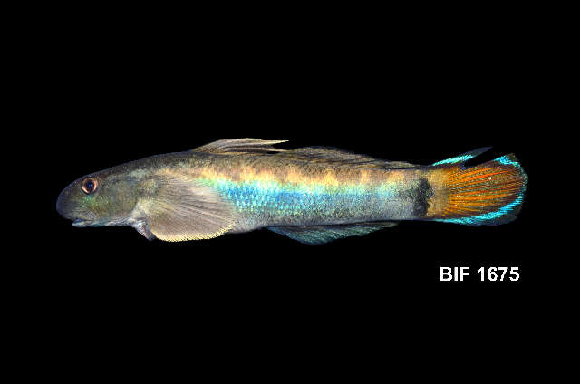 صورة Sicyopterus lagocephalus (Pallas 1770)