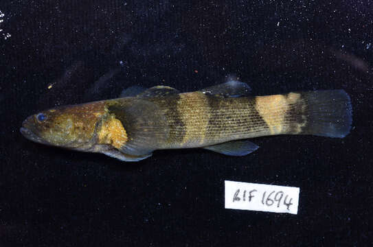 Image of Throatspine Gudgeon