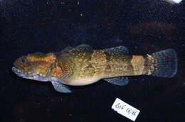 صورة Belobranchus belobranchus (Valenciennes 1837)