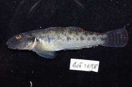 Image of Scribbled goby