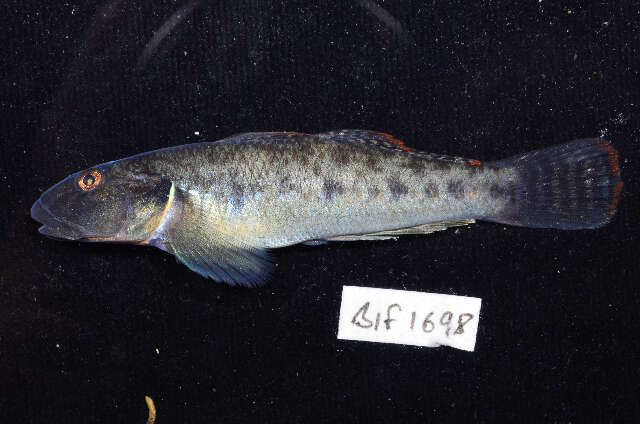 Image of Scribbled goby