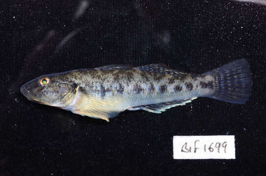 Image of Scribbled goby