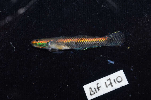 Image of Neon goby