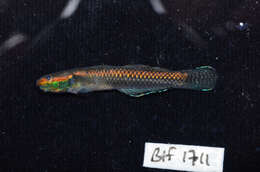 Image of Neon goby