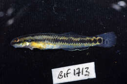 Image of Neon goby