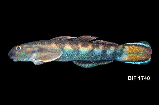 Image of Red-tailed goby