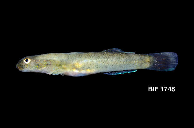 Plancia ëd Sicyopus rubicundus Keith, Hadiaty, Busson & Hubert 2014