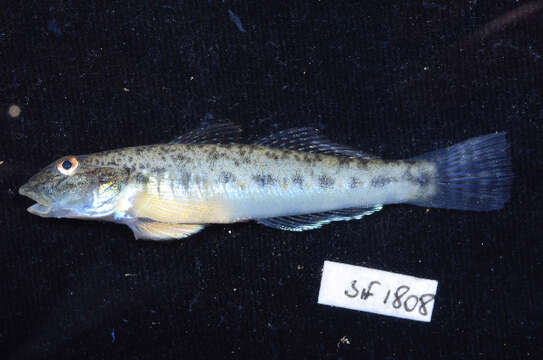 Image of Scribbled goby