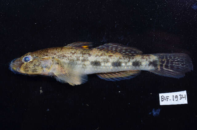 Image of Glossogobius giuris