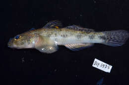 Image of Glossogobius giuris